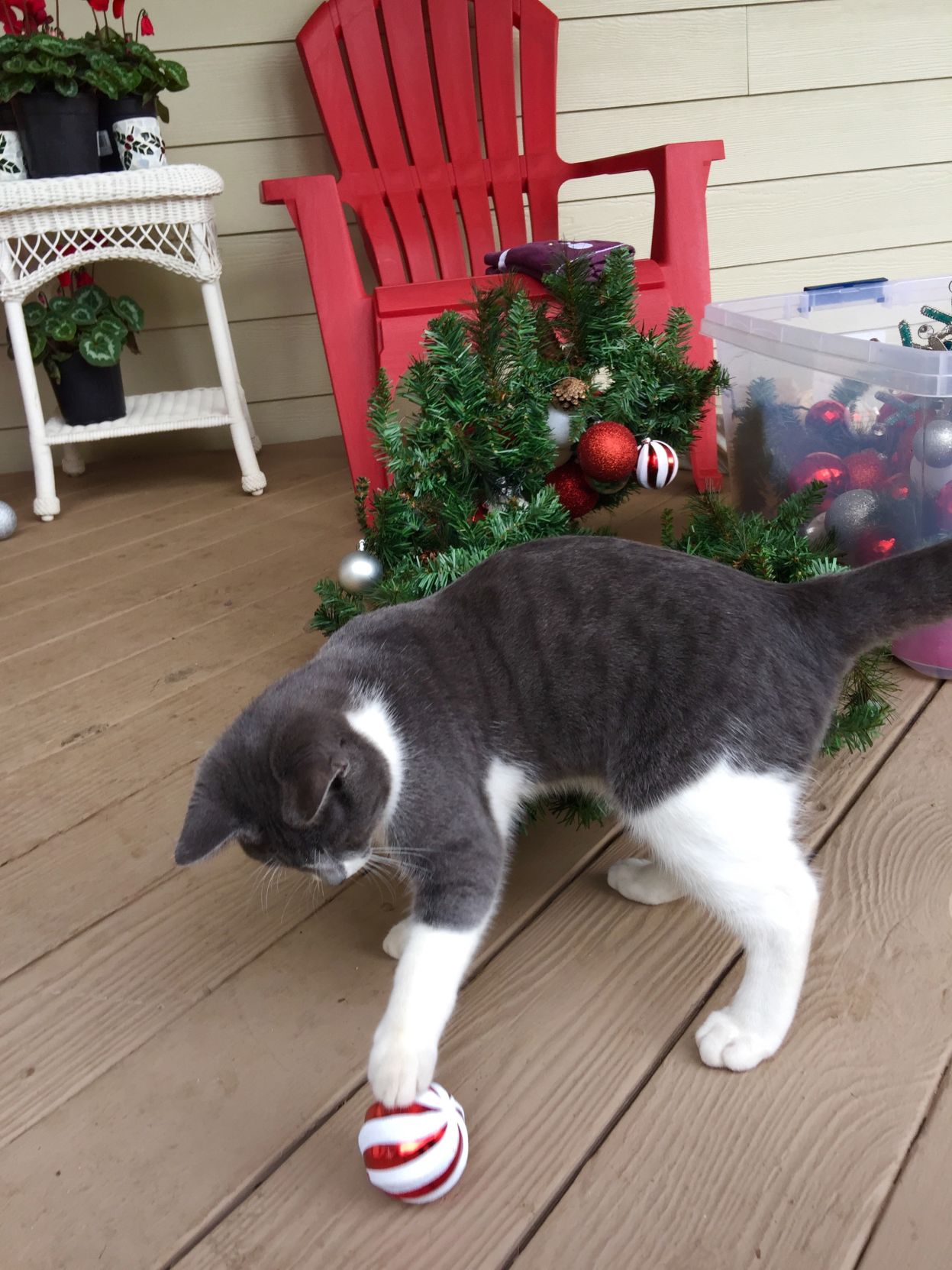 Christmas Cats